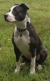 Black And White Pit Bull Terrier Pin On Pitties And Staffies