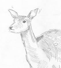 Deer Head Drawing By Mike Jory Illustration about original pastel and hand drawn painting or working sketch of a doe.free composition. deer head by mike jory
