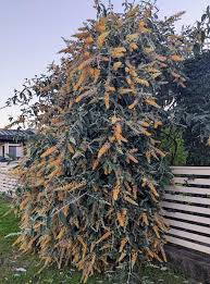 Image result for Buddleja madagascariensis