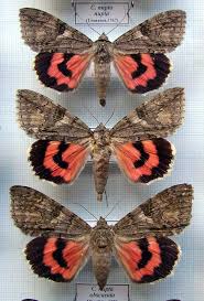 Image result for Catocala electa