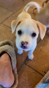 Fostering a New Furry Friend: A Heartwarming First Day Together