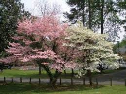 The flowering dogwood (cornus florida) is a small, deciduous ornamental tree native throughout the eastern united states. Tg R Landscape Group Backyard Plants Dogwood Trees Landscape