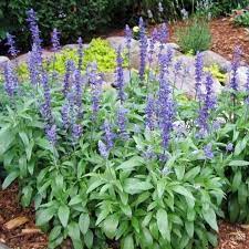 Blue Sage Seeds Flower Seeds In Packets Bulk Eden Brothers Salvia Plants Victoria Blue Salvia Blue Salvia