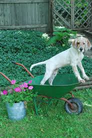 English Setter Walden In The Wheelbarrow English Setter Puppies English Setter Animals