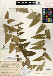 Image result for Aristolochia zenkeri