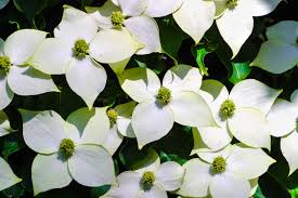 It is sometimes called the japanese, korean, or chinese dogwood. Kousa Dogwood Profile Frontier Tree Service Vancouver Washington