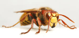Lees hier hoe je de insect herkent en wat je best doet! Hoornaar Of Vespa Crabro Verschil Met Wesp Herkennen