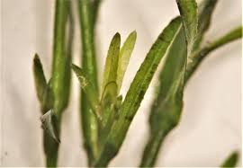 Image result for Najas