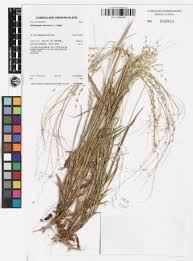 Image result for Alloteropsis cimicina