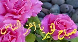 صور صباح الورد كلمات صباحية رقيقة للاصدقاء rose plants flowers