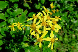 Image result for Senecio deltoideus