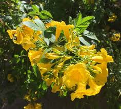 Company is located in the register with the persons responsible for business activities are roger b martin with the seat at 5 cactus garden drive, henderson, 89014, nv as. Ethel M Chocolates Cactus Garden 2 Cactus Garden Dr Henderson Nevada 89014 Hungryones Com
