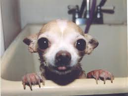 Pin Em Animais Fofos