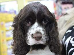 An american cocker spaniel breeder. Parti Colored Cocker Spaniel Puppies For Sale Off 69 Www Usushimd Com