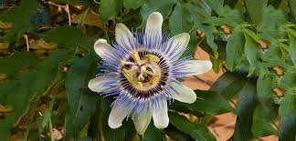 Image result for Passiflora