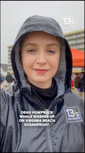 Marine experts are investigating after two dead humpback whales were found  in Virginia Beach in less than 24 hours. Dozens of experts and volunteers  teamed up to perform a necropsy