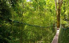 There are 62 national parks spread throughout 29 states and two u.s. Visit Penang National Park In George Town Expedia