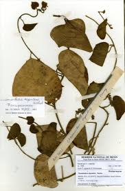 Image result for Chasmanthera dependens