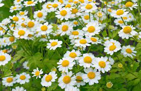 Feverfew White Rabbit Institute Of Healing