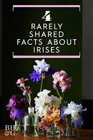 4 Little Known Facts About Irises Iris Flowers Growing Irises Iris Garden