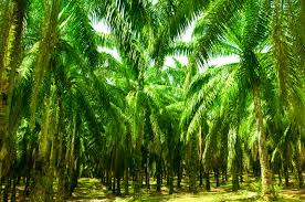 The trees are planted on a 2.5 acre field (but not all of the field is planted, they have. New Oil Palms Promise Highest Crude Palm Oil Yields In Industry Gar