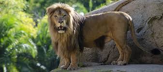Things to do in leon, mexico: Ya Podemos Contemplar Al Joven Leon De Bioparc Valencia