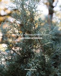 Image result for Cupressus arizonica