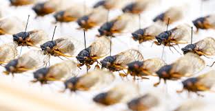 Delaware, georgia, illinois, indiana, kentucky. Where You Can Expect To See Brood X Cicadas In Indiana