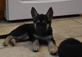 Enrolling in a puppy obedience class can be extremely helpful both for teaching these commands as well as socialization, and it's not too early to begin thinking. German Shepherd Puppies For Sale Phoenix Az 307719