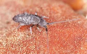 They are mostly around the kitchen sink. How To Get Rid Of Springtails Do My Own