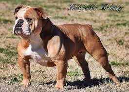 The bulldog was recognized in 1886 by the akc. Olde English Bulldogge Breeders Shipping To California