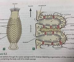 What is thought to be the correct sequence of these events, from earliest to most recent, in the evolution of life on earth? Sponges Ctenophores And Cnidarians Lab Practical Section 7 And 8 Flashcards Quizlet