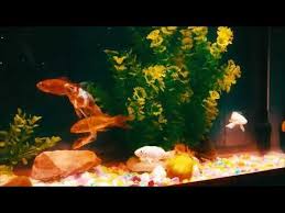 Aquarium Fish Tortoise Fish Tank Color Grading Video Edit Aquarium Fish Aquarium Fish Tank Fish Tank
