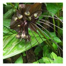 Tacca integrifolia commonly known as white bat flower is native to the to the subtropical and tropical rain forests in central asia. Exotic Black Bat Flower Tacca Chantrieri Batplant Shopee Philippines