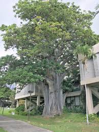 Image result for Adansonia digitata