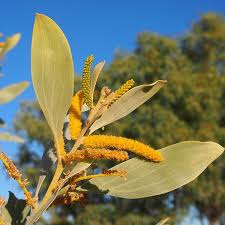 Image result for Wahlenbergia capitata