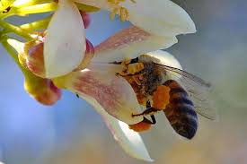 Maybe you would like to learn more about one of these? Plants Spike Nectar With Caffeine And Give Bees A Buzz New Scientist