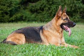 German Shepherd S Coat How To Properly Care Grow And Groom Anything German Shepherd