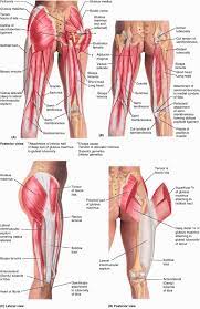 The hamstrings are three muscles at the back of the thigh that affect hip and knee. Ovid Clinically Oriented Anatomy Muscle Anatomy Body Anatomy Yoga Anatomy