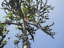 Image result for Euphorbia rubriflora