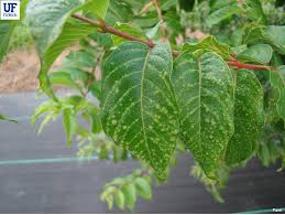 Image result for Tropical Edema