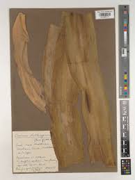 Image result for Crinum ornatum (Aiton) Herb.