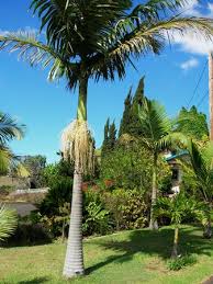 Image result for Archontophoenix alexandrae