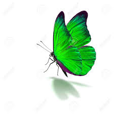 Beautiful Green Butterfly Isolated On White Background Stock Photo Picture And Royalty Free Image Image 53665972 Green grass and yellow butterflies vector. beautiful green butterfly isolated on white background