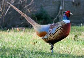 Pheasant Hunting Washington Department Of Fish Wildlife Draw a large circle and make a horizontal line below it for the chin. pheasant hunting washington