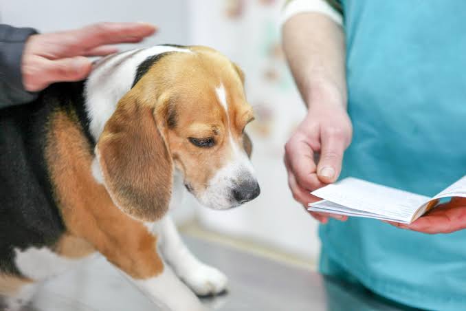 Managing Chronic Conditions in Pets: The Role of Veterinary Compounding -  VetMedics Compounding Pharmacy