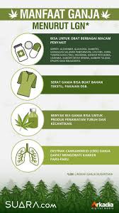 Membantu pecandu ganja lepas dari kecanduannya. Membongkar Mitos Mereka Ingin Ganja Dilegalkan Di Indonesia