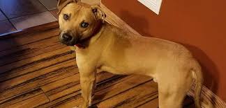 Columbus ohio 43229 name address city phone: A New Beginning For Roswell After Being Rescued From Dogfighting Aspca