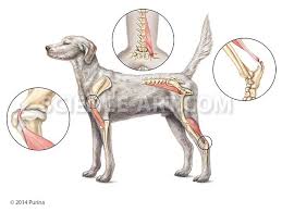 Common Injury Sites In Sporting Dogs Dog Anatomy Sporting Dogs Pet Injuries