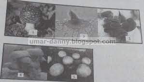 Soal uts/pts pkn kelas 4 semester 2 dan kunci jawaban. 45 Soal Uts Pts Biologi Kelas X Semester 2 K13 Beserta Jawaban Kumpulan Soal Materi Sekolah